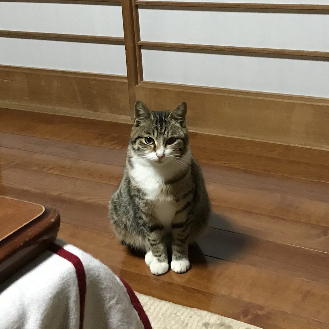 ゆかだん猫